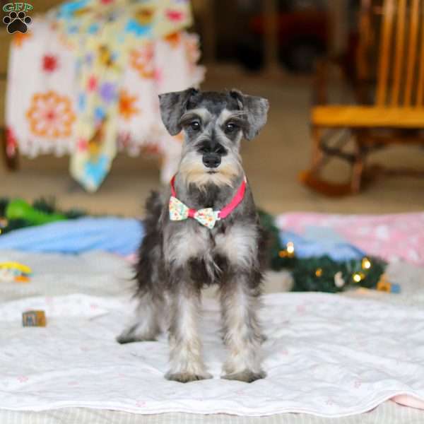 Violet, Miniature Schnauzer Puppy